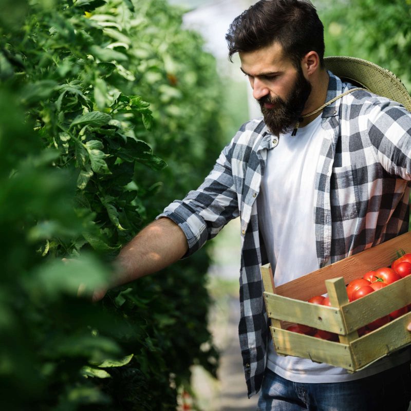 friendly-farmer-at-work-in-greenhouse-75SE34M.jpg